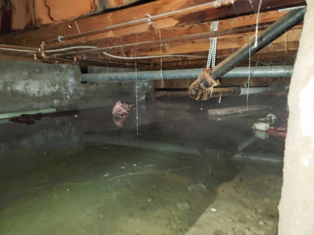 Best Water damage restoration mold remediation  in Flower Mound, TX